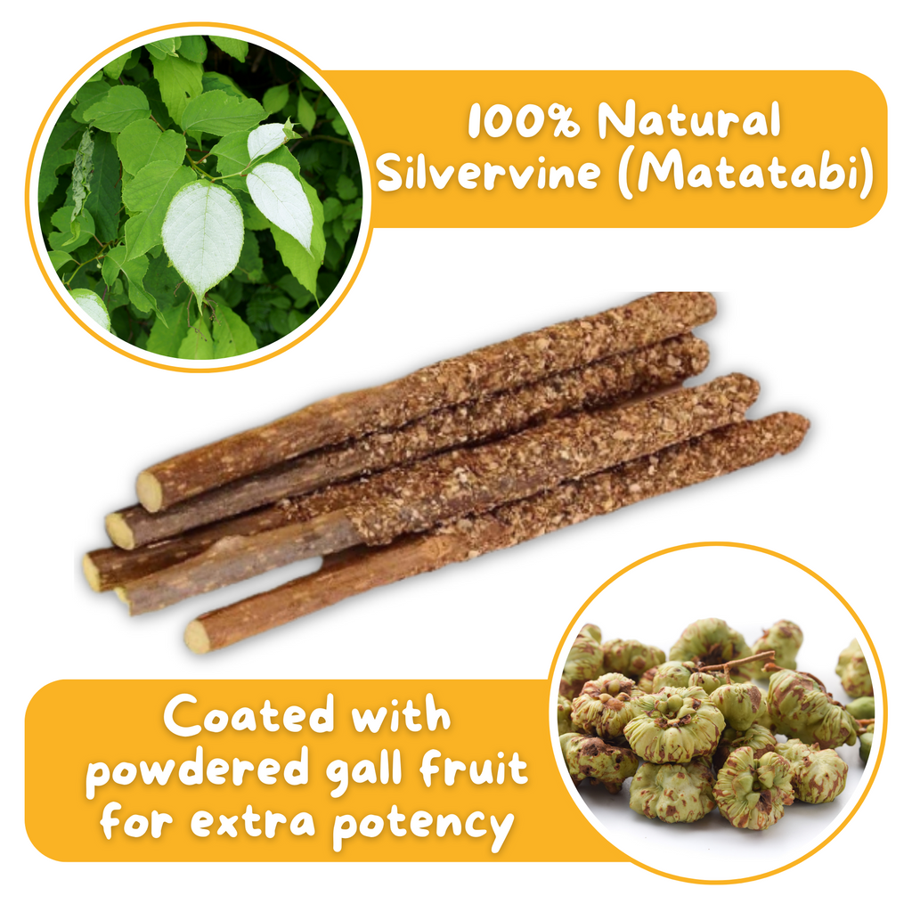 Premium Silvervine Sticks with Gall Fruit Powder (12 ct)